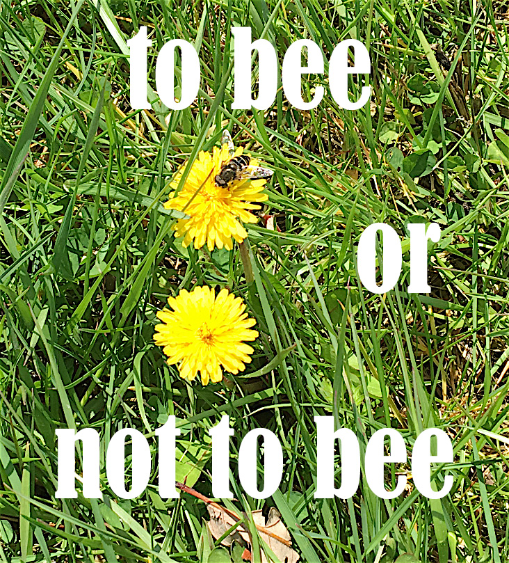to bee or not to bee copy