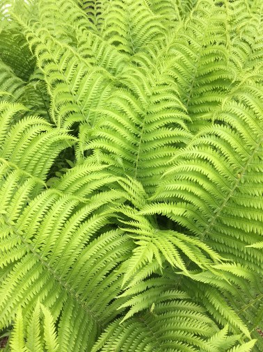 ferns copy