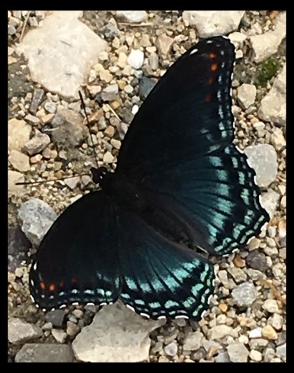 butterfly butterfly spread your wings copy