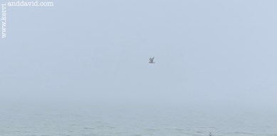 seagull in fog website box copy