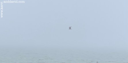 seagull in fog website box copy