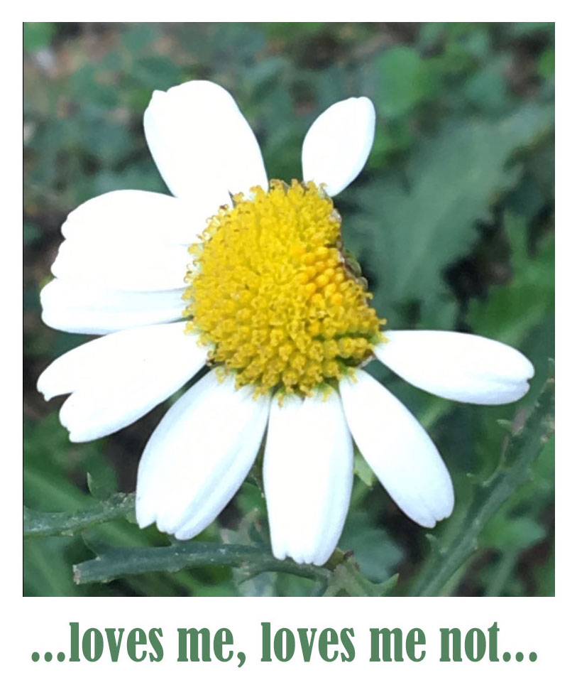 loves me loves me not copy